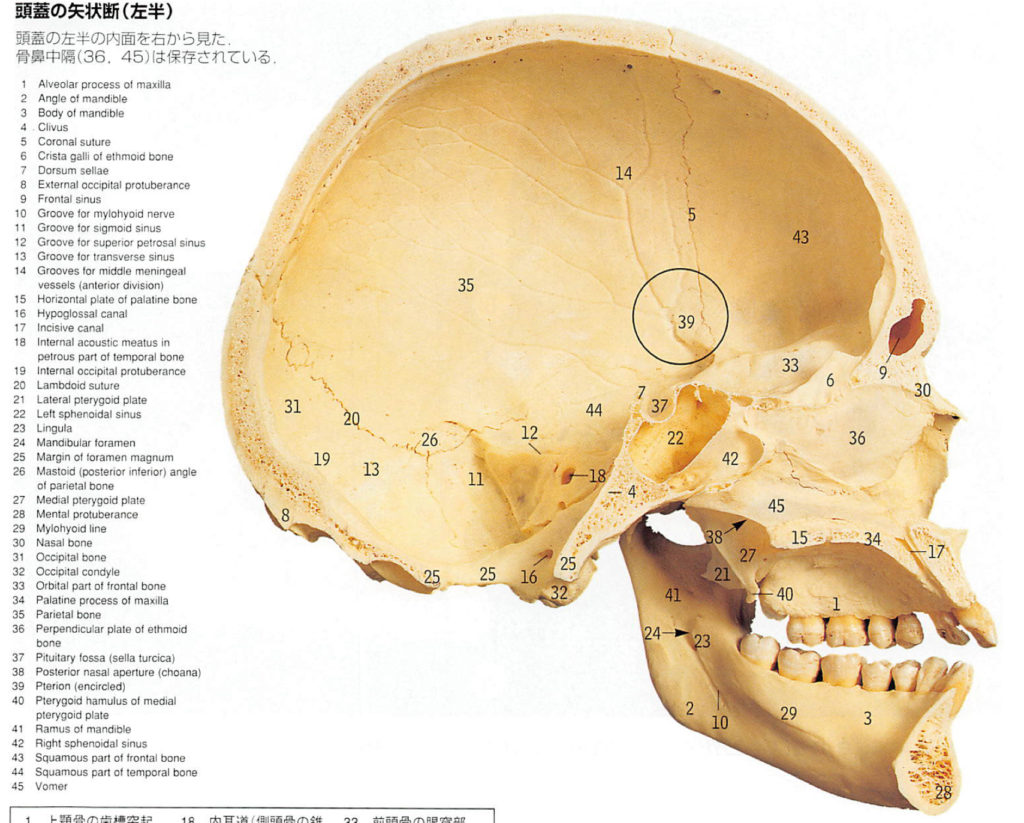 頭蓋骨について | 石原オステオパシーオフィス